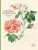 John Derian Colouring Book: Flowers - John Derian
