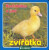 Kachňátko a jiná zvířátka - leporelo - neuveden