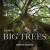 Kewâ€™s Big Trees - Christina Harrison
