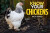 Know Your Chickens - Jack Byad