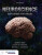 Neuroscience: Exploring the Brain - Barry Connors,Michael A. Paradiso,Mark Bear