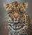 Remembering Leopards - 
