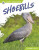 Shoebills - Abby Doty