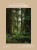 The Healing Magic of Forest Bathing - Julia Plevin