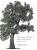 The Story of Trees - David West,Kevin Hobbs