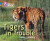Tigers in Trouble - Louise Spilsbury