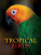 Tropical Birds - Tom Jackson
