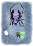 Náš pavouček - Básně (Drahomíra Tišerová, Kristýna Pýchová)