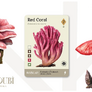 28 Podhoubí: Severní Amerika (rozšíření)