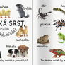 Domácí zvířata První slova