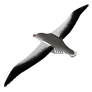 EUGY Albatros královský 3D kartonová skládačka