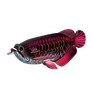 EUGY Arowana asijská 3D kartonová skládačka