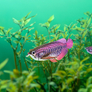 EUGY Arowana asijská 3D kartonová skládačka