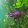 EUGY Arowana asijská 3D kartonová skládačka