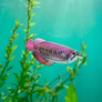 EUGY Arowana asijská 3D kartonová skládačka