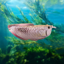 EUGY Arowana stříbrná 3D kartonová skládačka