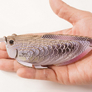 EUGY Arowana stříbrná 3D kartonová skládačka