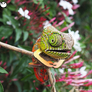 EUGY Chameleon 3D kartonová skládačka