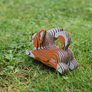 EUGY Pes Welsh Corgi 3D kartonová skládačka