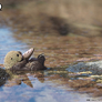 EUGY Vydra mořská 3D kartonová skládačka