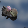 EUGY Vydra mořská 3D kartonová skládačka