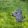 EUGY Zebra 3D kartonová skládačka
