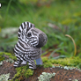 EUGY Zebra 3D kartonová skládačka