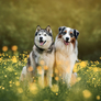 NOTIQUE Grid calendar Dogs 2027, 30 x 30 cm