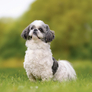 NOTIQUE Grid calendar Dogs 2027, 30 x 30 cm