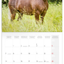 NOTIQUE Grid calendar Horses – Christiane Slawik 2027, 30 x 30 cm