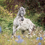 NOTIQUE Grid calendar Horses – Christiane Slawik 2027, 30 x 30 cm