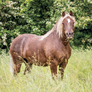 NOTIQUE Grid calendar Horses – Christiane Slawik 2027, 30 x 30 cm
