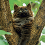 NOTIQUE Grid calendar Kittens 2027, 30 x 30 cm