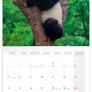 NOTIQUE Grid calendar Pandas 2027, 30 x 30 cm