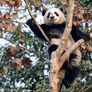 NOTIQUE Grid calendar Pandas 2027, 30 x 30 cm