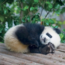 NOTIQUE Grid calendar Pandas 2027, 30 x 30 cm