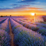 NOTIQUE Grid calendar Provence 2027, 30 x 30 cm