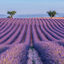 NOTIQUE Grid calendar Provence 2027, 30 x 30 cm
