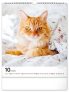 NOTIQUE Nástěnný kalendář Kočky 2025, 30 x 34 cm