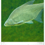 NOTIQUE Nástěnný kalendář Rybářský – Rybársky CZ/SK 2027, 33 x 46 cm