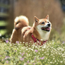 NOTIQUE Poznámkový kalendář Happy Doge 2027, 30 x 30 cm