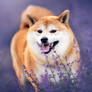 NOTIQUE Poznámkový kalendář Happy Doge 2027, 30 x 30 cm