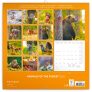 NOTIQUE Poznámkový kalendář Zvířátka z lesa 2025, 30 x 30 cm