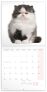 Poznámkový kalendář Koťata 2023, 30 × 30 cm