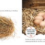 Z vejce slepice, ze semínka slunečnice - Životní cyklus  Grace Jones
