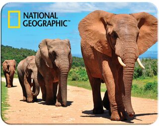 3D MAGNET-Afričtí sloni - 