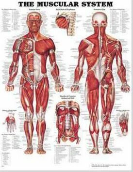 Muscular System Chart: Wallchart - kolektiv autorů