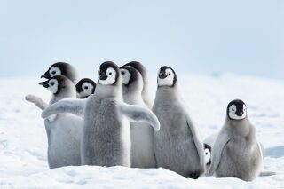 Plakát Penguins - Family - 
