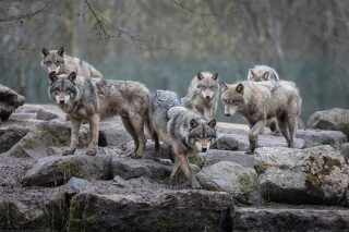 Plakát Wolf - Grey Wolves - 