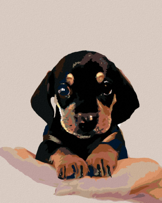 Malování podle čísel - Štěne krátkosrtého jezevčíka, 40x50 cm, vypnuté plátno na rám - 